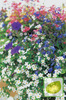 Nasiona Kwiaty Balkonowe Mix.