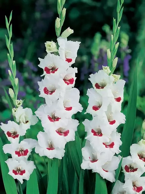 Megapaka Mieczyk (Gladiolus) 'Fiorentina'