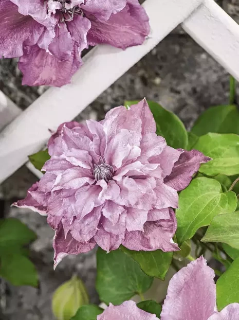 Powojnik (Clematis) 'Innocent Glance'