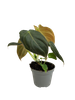 Filodendron Melanochrysum (Philodendron Melanochrysum)