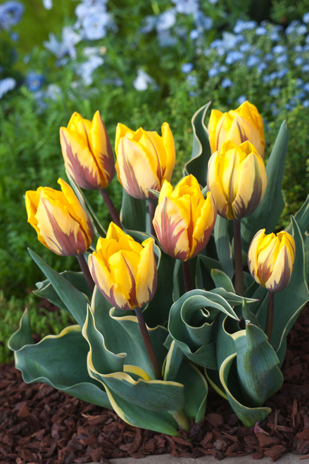 Tulipan Niski ( Tulipa ) Ravana 5 szt.