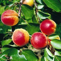 Morela 'Early Orange'