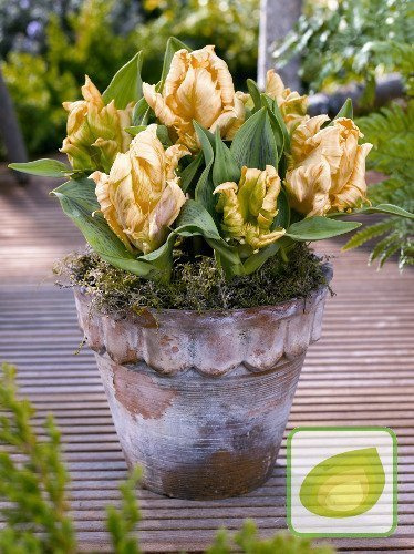 Tulipan Zampa Parrot