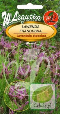 Nasiona Lawenda Francuska - Lavandula