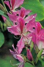 Nasiona Drzewo Storczykowe - Arbutus variegata