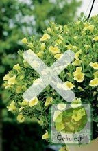 Nasiona Petunia Ogrodowa Kaskada Żółta