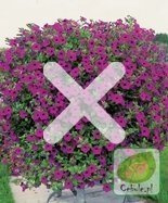 Nasiona Surfinia Rubina - Petunia Zwisająca