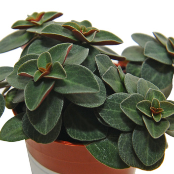 Peperomia verticillata Red Log