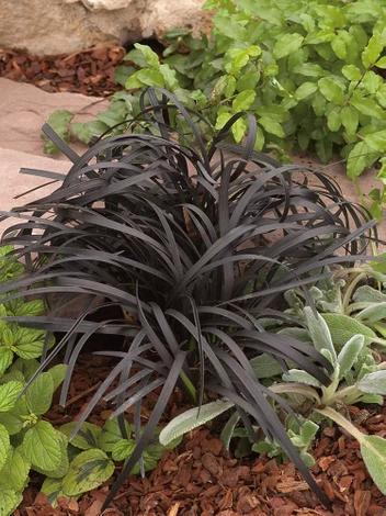 Konwalnik (Ophiopogon planiscapus) 'Niger'