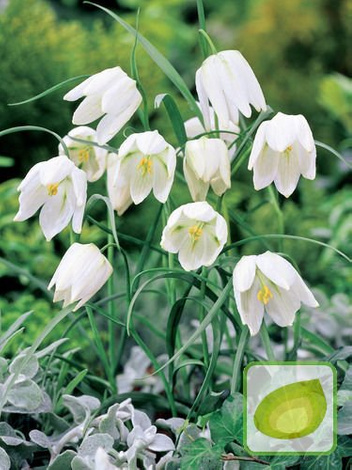 Zestaw Szachownice Drobne