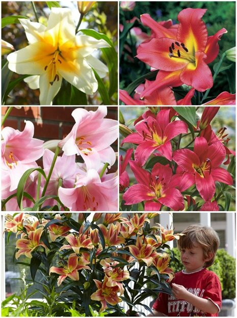 Lilia Tania Drzewiasta (Lilium) Mix 3 szt.
