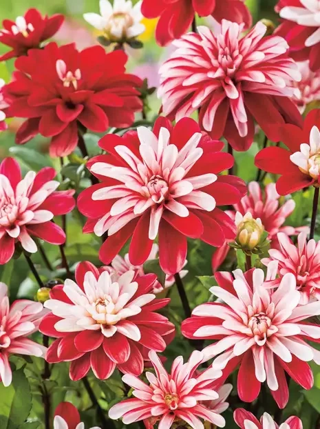 Dalia (Dahlia) 'Pacific Time'