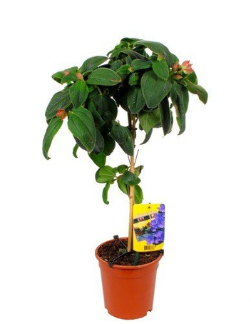 Egzotyczna Tibouchinia Drzewko DUŻA KWITNĄCA SADZONKA w Doniczce 80 cm wysokości