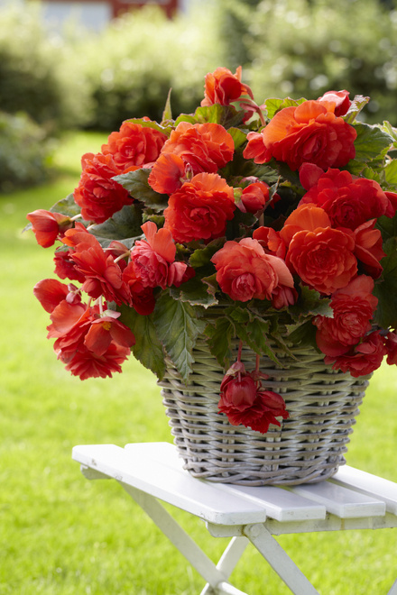 Begonia (Begonia) 'Red Glory'