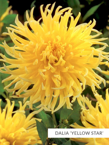 Zestaw Dalie Strzępiaste