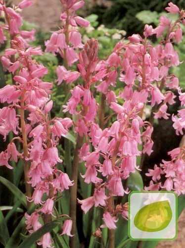 Scilla Campanulata Pink