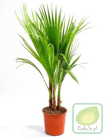 Palma w Doniczce Duże Sadzonki 1 szt.