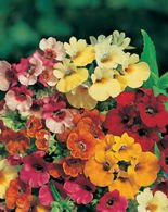 Nasiona Nemezja Powabna Mix.