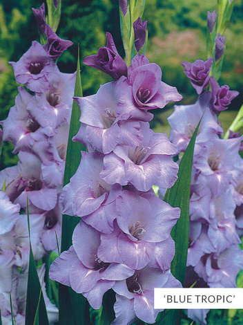 MEGA Zestaw Mieczyki 2