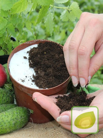 Nasiona NA KRĄŻKU Szczypiorek