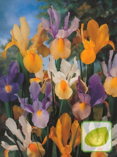 Irys Holenderski (Hollandica) Mix