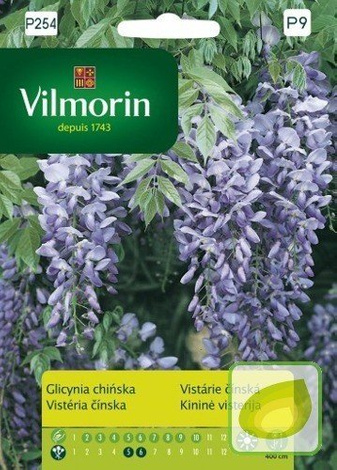 Nasiona Glicynia Chińska - Wisteria Sinesis