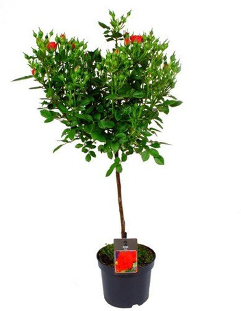 Róża PIENNA DRZEWKOWA w Doniczce 80 cm wysokości - już KWITNIE