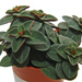 Peperomia verticillata Red Log 