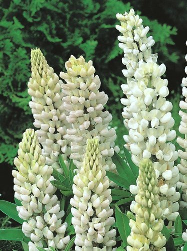 Łubin (Lupinus) Biały