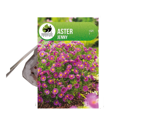 Aster krzaczasty (Aster dumosus) 'Jenny' 1 szt.