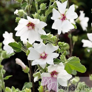 Ślazówka (Lavatera) 'Barnsley Baby'