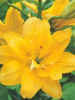 Lilia (Lilium) 'Fata Morgana'