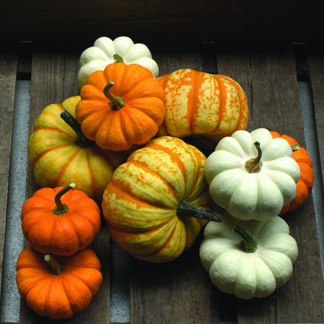 Dynia " Mini Harvest Blend "