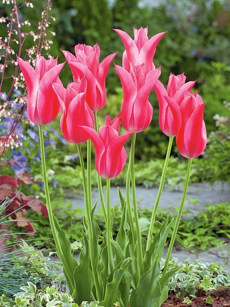 Tulipan Liliokształtny (Tulipa) 'Mariette' 5 szt.
