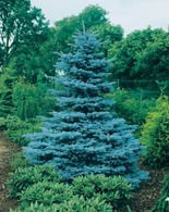 Nasiona Świerk Kłujący -Picea Pungens Gluca Kaibab