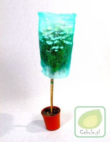 Chryzantema DRZEWKO Herbaciana 100 cm wysokosci MEGA HIT