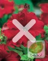 Nasiona Petunia Wielkokwiatowa Czerwona