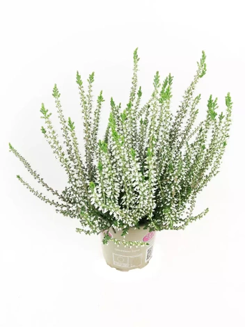 Wrzos Biały (Calluna) w doniczce 9 cm. - 1 szt.