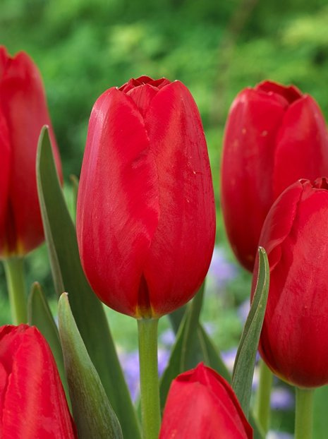 Tulipan Pojedynczy Późny (Tulipa) 'Warszawa' 5 szt.