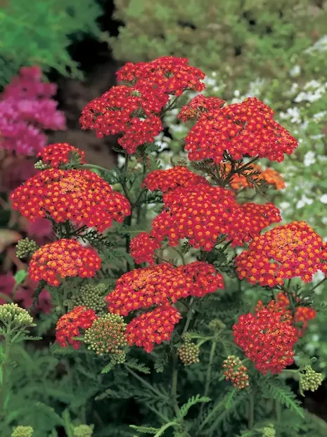 Krwawnik (Achillea) 'Paprika' 1 szt.