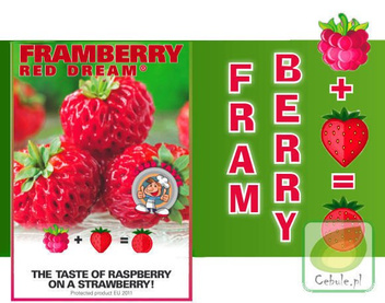 Przebój Smakowy TRUSKAWKA MALINOWA sadzonki 1 szt.