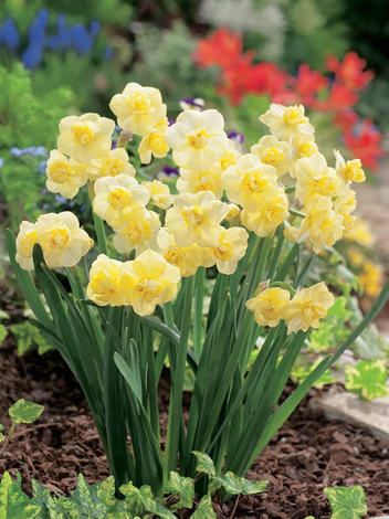 Narcyz Pełny (Narcissus) 'Yellow Cheerfulness' 4 szt.