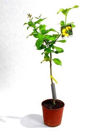 Drzewko Cytrynowe w Doniczce 120 cm wysokości