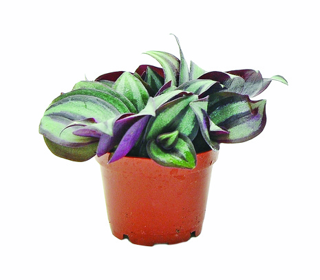 Trzykrotka (Tradescantia) Tricolor