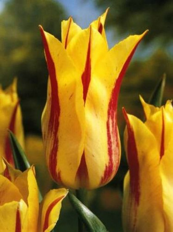 Tulipan Mona Lisa 11/12 .