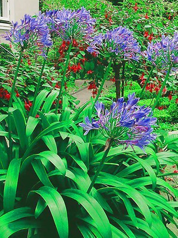 Agapant (Agapanthus) 'Blue' 1 szt.