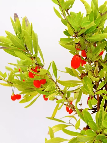 Jagoda Goji (Lycium barbarum) 'New Big'