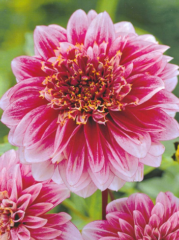 Dalia (Dahlia) 'Pole Position'