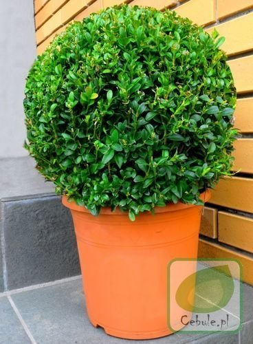 Najwyższej jakości Bukszpan formowany w kulę - 1 sadzonka