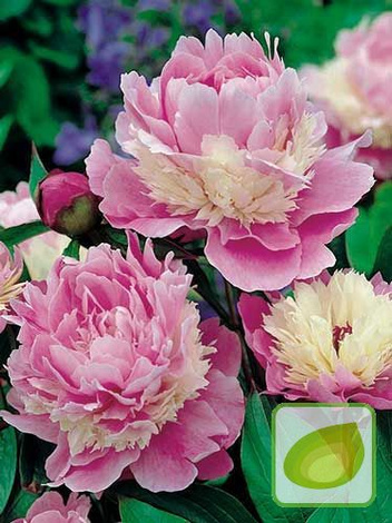 Piwonia (Paeonia) 'Candy Stripe'